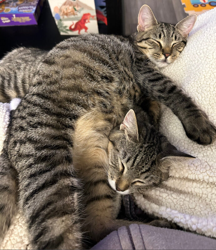 Kittens - Schmidt & Cece
